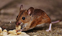 24 Hour & Emergency Exterminators in Hollis Center, ME